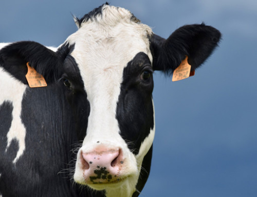 Il rimodellamento del tessuto adiposo e le sue conseguenze nella bovina da latte
