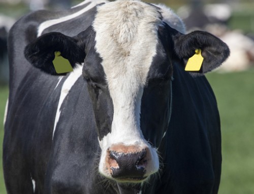 Gli effetti del BCS e delle sue variazioni sul rischio sanitario e riproduttivo nella bovina da latte