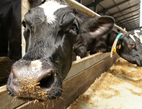 Un aggiornamento sull’ingestione delle bovine da latte