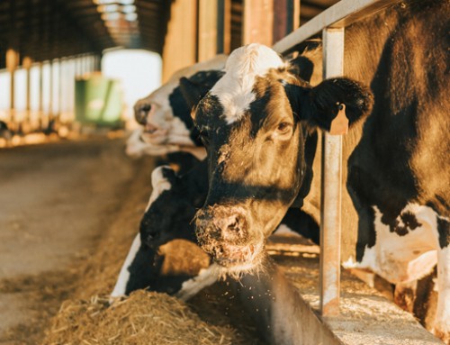 Stress da caldo: cosa cambia nella fisiologia della bovina da latte?