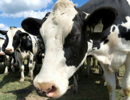 Fase luteale prolungata: problematica emergente o nuovo assetto della fisiologia della vacca da latte?