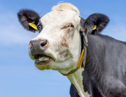 Investire nel monitoraggio della temperatura corporea delle bovine da latte conviene