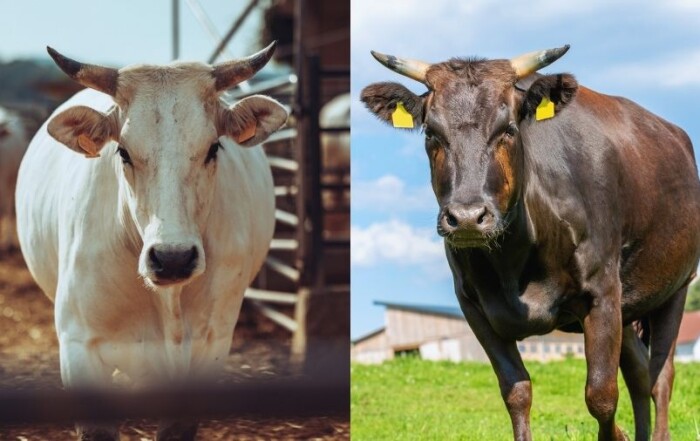 Wagyu-Chianina