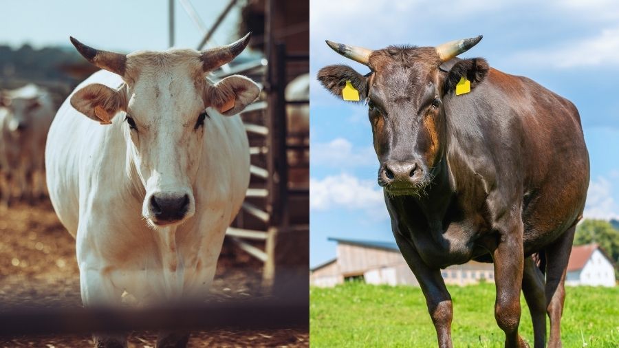 Wagyu-Chianina